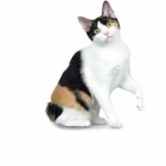 Japanese Bobtail pics