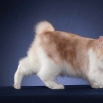 Kurilian Bobtail new wallpapers