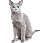 Russian Blue hd photos