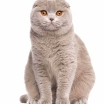 Scottish Fold photos