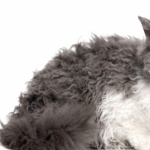 Selkirk Rex high definition wallpapers