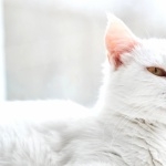 Turkish Angora 1080p