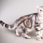 American Shorthair breed