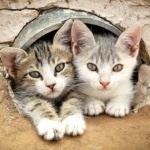 Cyprus cat images