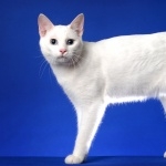 Japanese Bobtail high definition wallpapers