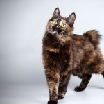 Kurilian Bobtail hd wallpaper