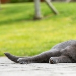 Russian Blue hd