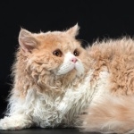 Selkirk Rex wallpapers