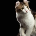 Serrade petit cat free wallpapers