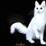 Turkish Angora download wallpaper