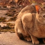 Chausie download wallpaper