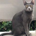 Korat breed