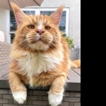 Maine Coon full hd