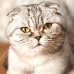 Scottish Fold free