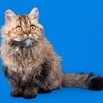 Selkirk Rex free wallpapers