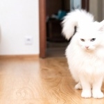 Turkish Angora new photos