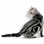 American Shorthair hd pics