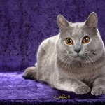 Chartreux photos