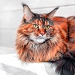 Maine Coon new wallpapers