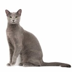 Russian Blue full hd