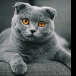 Scottish Fold photo