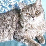 Selkirk Rex 2025