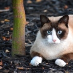 Snowshoe cat funny