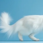 Turkish Angora widescreen