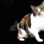 American Shorthair full hd