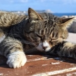 Cyprus cat free wallpapers