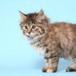 Kurilian Bobtail free download