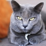 Russian Blue wallpapers hd