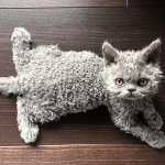 Selkirk Rex background