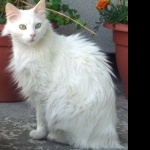 Turkish Angora wallpaper