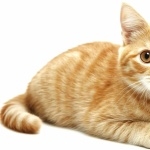 American Shorthair wallpaper