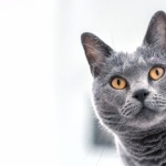 Chartreux widescreen