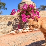 Cyprus cat hd