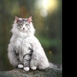 Forest Cat new wallpapers