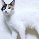 Japanese Bobtail images