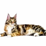 Maine Coon high quality wallpapers