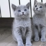 Russian Blue photo