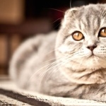 Scottish Fold pic