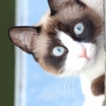 Snowshoe cat new wallpapers