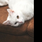 Turkish Angora pic