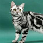 American Shorthair pics