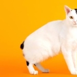 Japanese Bobtail high definition photo