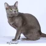 Korat new wallpapers