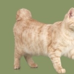 Kurilian Bobtail 1080p