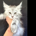 Maine Coon breed