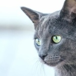 Russian Blue high definition photo